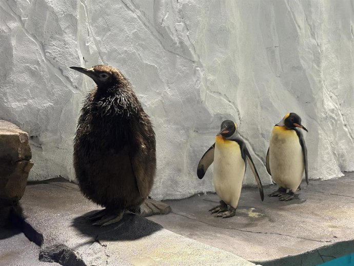 Selwo Marina celebra el Día Mundial de los Pingüinos con dos crías de pingüino rey en el Pingüinario