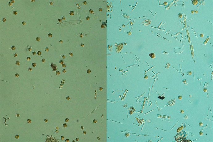 Estudio sobre algas nocivas