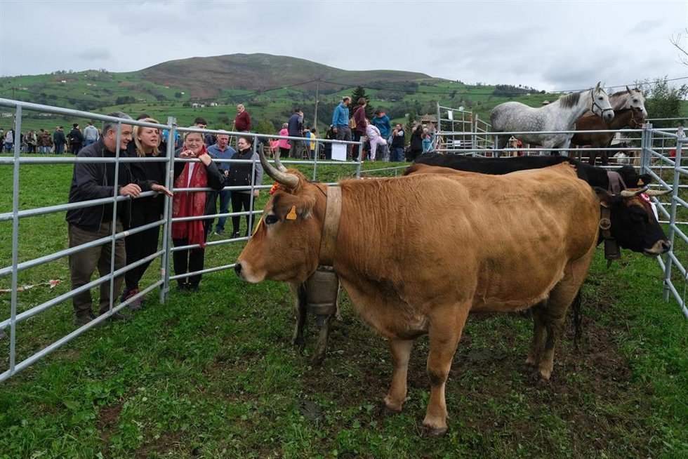 Archivo - La consejera de Desarrollo Rural, Ganadería, Pesca y Alimentación, María Jesús Susinos, asiste a la Feria Ganadera Valle de Pisueña