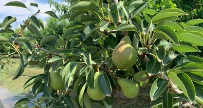 EpAgro - Agricultura