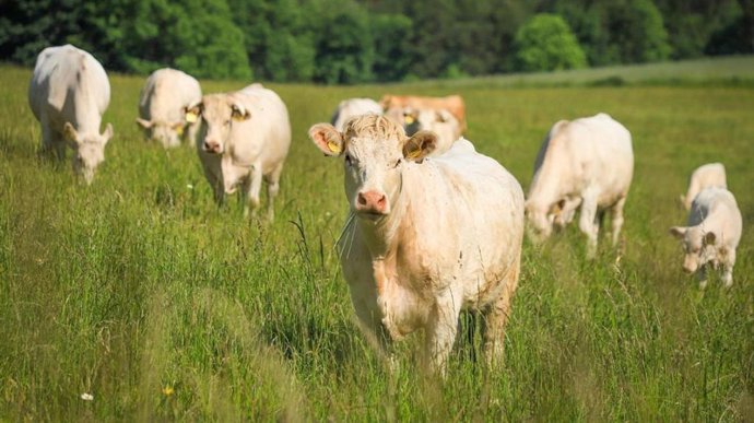 Imagen de archivo de vacas