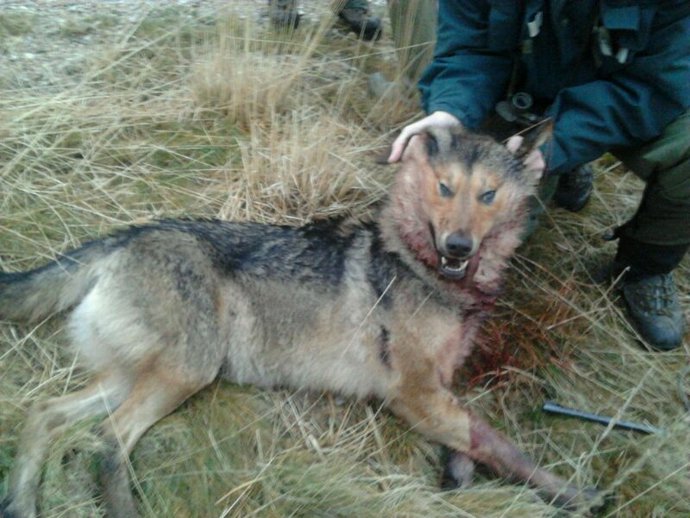 Archivo - Lobo abatido.