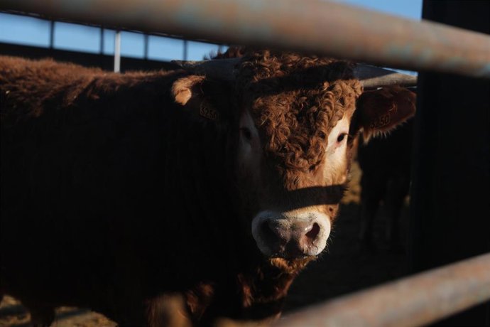 Archivo - Una vaca en una explotación ganadera.