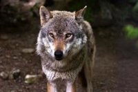 El Principado de Asturias minimiza el impacto de la sentencia sobre el Plan del Lobo