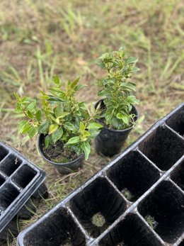 Sostenibilidad en la bodega