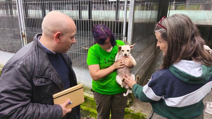 El concejal de Medio Ambiente y Sostenibilidad de Gijón, Rodrigo Pintueles, junto a la responsable del Albergue de Serín, Alejandra Mier, con uno de los perros rescatados del criadero ilegal de Gijón.