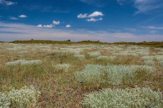 Archivo - La experiencia ofrece una inmersión completa en el pasaje estepario.