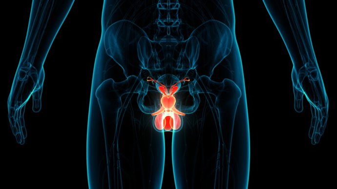 Archivo - Ilustración de los testículos.