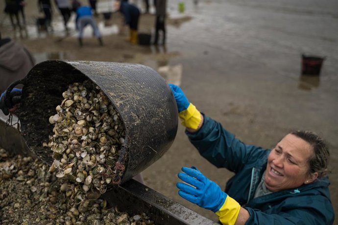 Archivo - Mariscadores recogen las conchas y el marisco muerto, en la playa de Testal, a 18 de marzo de 2026, en Noia, A Coruña, Galicia (España). Decenas de mariscadores de Noia recorren a pie la playa de Testal retirando las toneladas de bivalvo muerto 