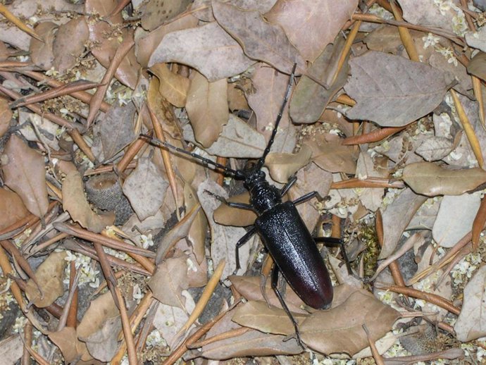 Un ejemplar de 'banyarriquer' en Mallorca.