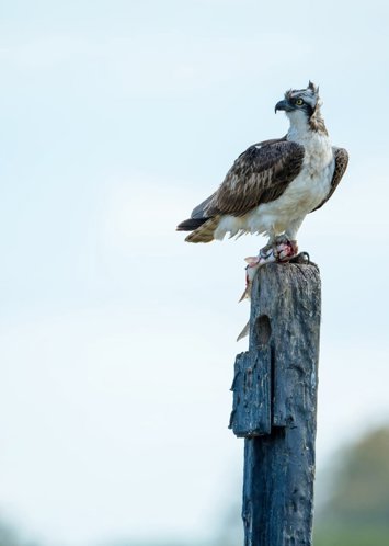 Andalucía, refugio del águila pescadora con 23 parejas que anidan entre Cádiz y Huelva.