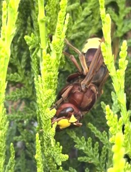 Plantas asociadas a una elevada actividad de reinas del Vespa orientalis --avispón oriental--.