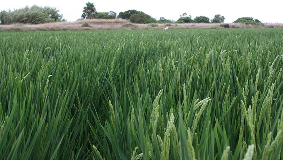 Archivo - Cultivo arroz en una imagen de archivo