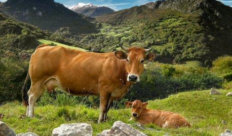 Asturias Rural