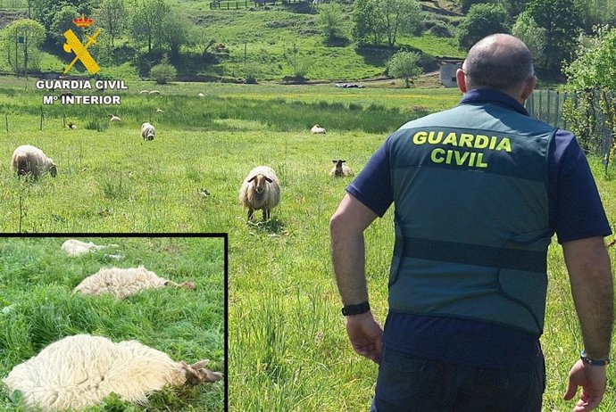 Sucesos.- Once investigados por sacrificar ovejas con sufrimiento y sin control sanitario en Marina de Cudeyo