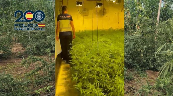 Plantacion de marihuana desmantelada en Sanlúcar de Barrameda (Cádiz)