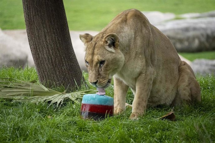 Una leona en BIOPARC Valencia