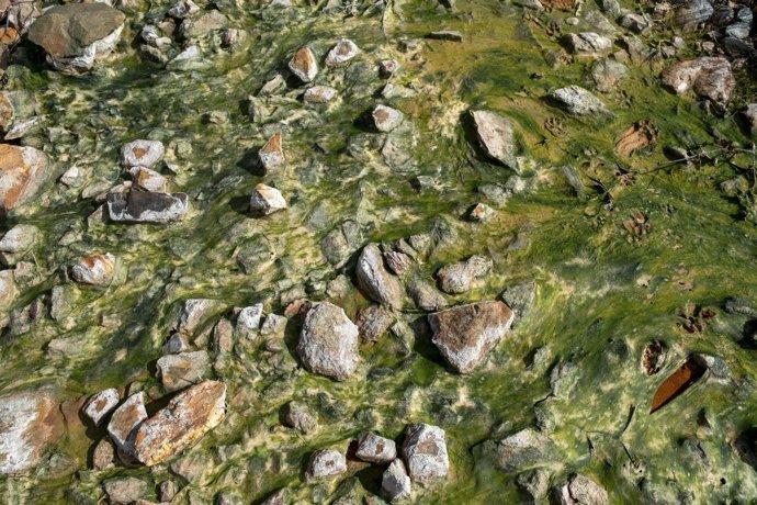Río cercano a Aznalcóllar 28 años después de los vertidos.