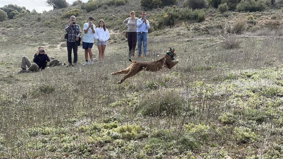 Suelta de los linces en La Veguilla.