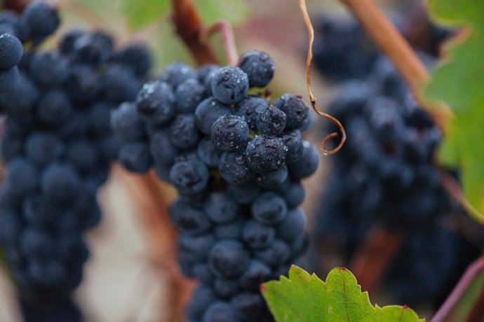 Uvas de Rioja