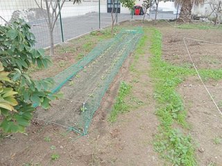 Imagen de un huerto escolar en un colegio de Algeciras