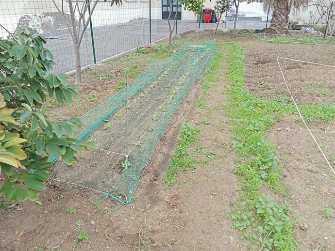 Imagen de un huerto escolar en un colegio de Algeciras