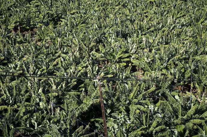 Archivo - Plantación de plátanos en Canarias.