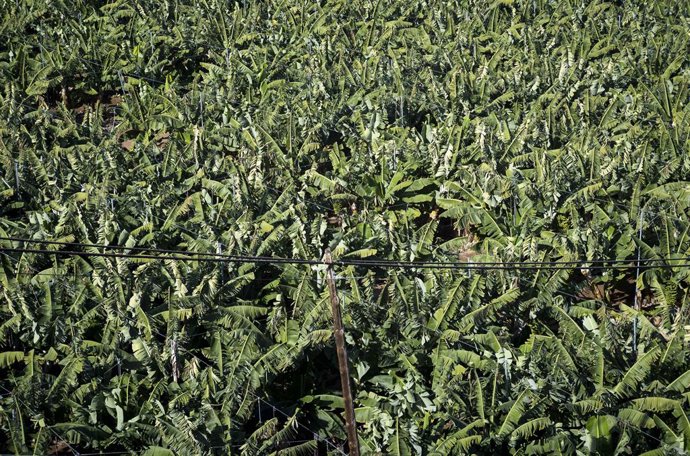 Archivo - January 3, 2026: Banana plantations are seen in the area of Mundo de Plátano on Gran Canaria, Spain, Saturday, 03.01.2026. Banana cultivation remains a key agricultural activity on the Canary Islands, relying on terraced landscapes, irrigation s
