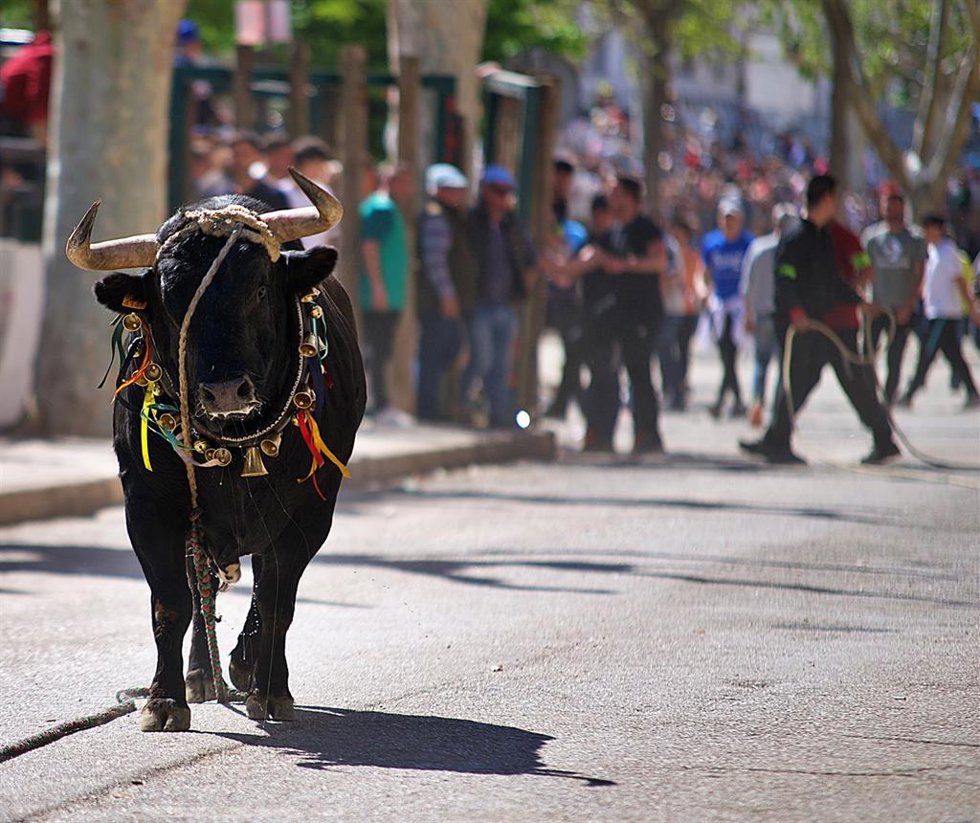 Archivo - Uno de los 'toros ensogaos' en los festejos de 2022 en Beas de Segura. Imagen de archivo. 