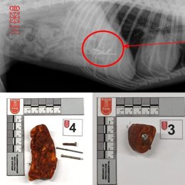 Cebo con los clavos y un tornillo.