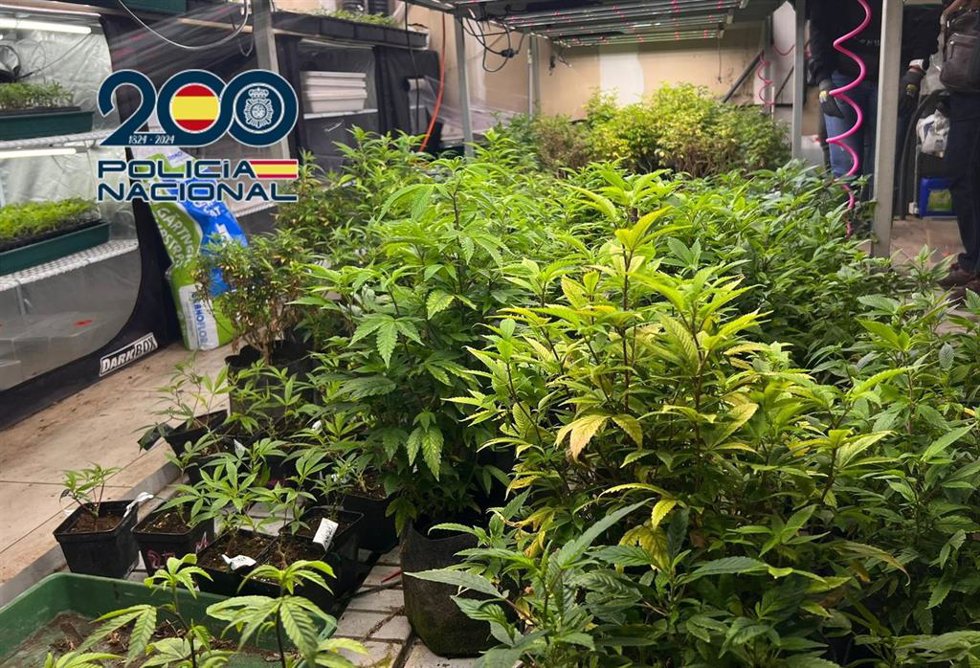Imagen de la plantación incautada