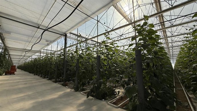 Filas de cultivo de pepino ecológico en el interior de un invernadero en la provincia de Almería.