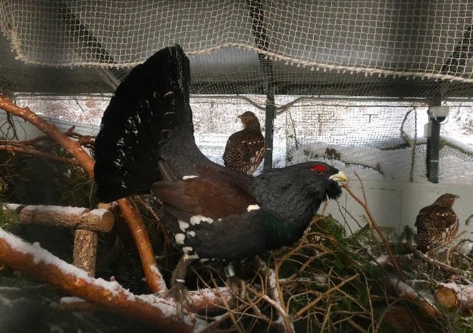 El centro de cría del urogallo en Valsemana (León) logra la supervivencia de 76 pollos la temporada pasada