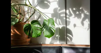 Hojas amarillas, marrones o caídas: cómo saber lo que le pasa a tu monstera y cómo remediarlo