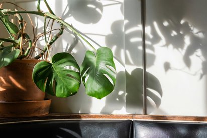 monstera haustiere Monstera Deliciosa | 120cm main image 1