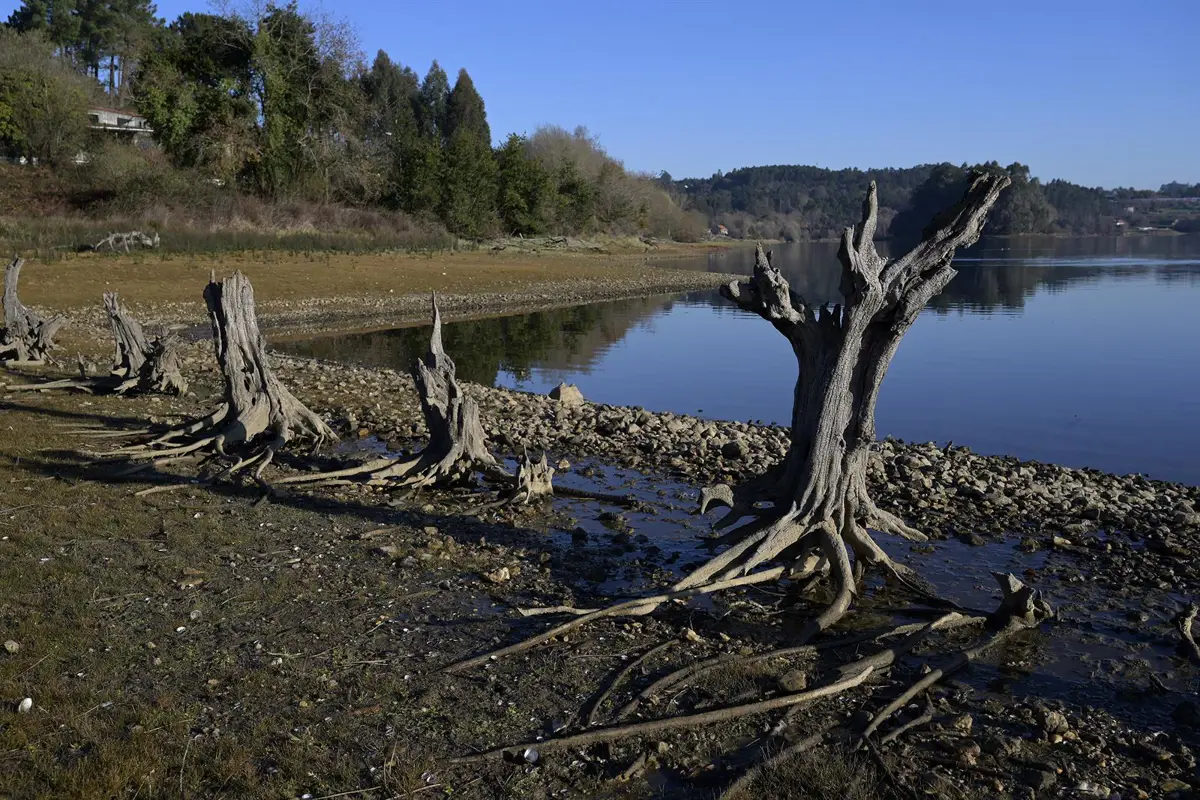 Troncos de árboles en la orilla del embalse de Abegondo-Cecebre