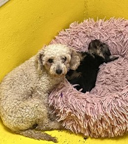 Perros rescatados del criadero de Las Almenas, en Gijón