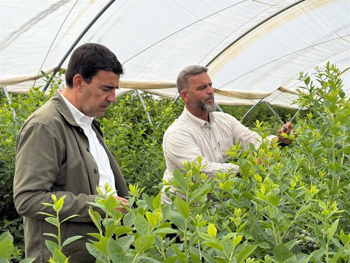 El candidato número dos del PSOE de Huelva al Parlamento andaluz, Mario Jiménez, en una explotación agrícola de berries en Cartaya (Huelva).