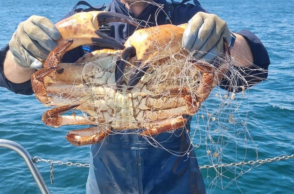 Imagen de una de los ejemplares de marisco incautados