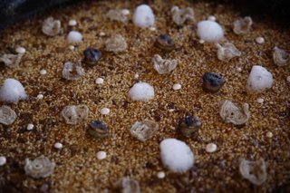 Un arroz con guiños extremeños con pestorejo gana el Tastarròs 2026