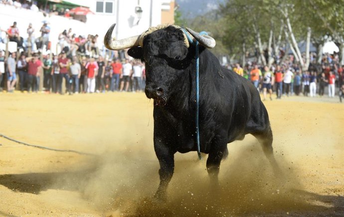 Archivo - Un toro 'ensogao' en las fiestas de San Marcos. (Imagen de archivo)