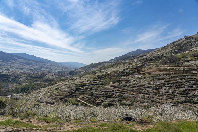 Archivo - Varios cerezos en la floración, en el Valle del Jerte, a 26 de marzo de 2026, en Cáceres, Extremadura (España).