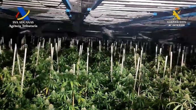 Cultivo 'indoor' de marihuana intervenido en la localidad sevillana de Osuna.