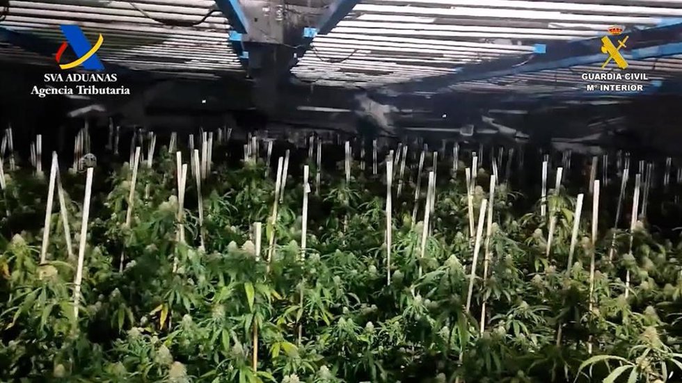 Cultivo 'indoor' de marihuana intervenido en la localidad sevillana de Osuna.