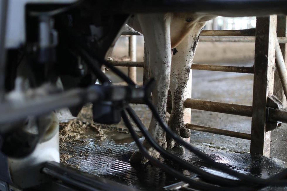 Archivo - Una vaca lechera, de la raza bovina frisona, mientras es ordeñada, en las instalaciones de la granja, Sociedad Agraria de Transformación (SAT) Hermanos Miguel, a 19 de marzo, en Talavera de la Reina, Toledo,  