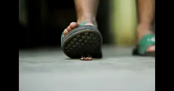 ¿Cucarachas en casa? Cómo eliminarlas sin usar químicos