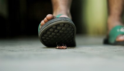 ¿Cucarachas en casa? Cómo eliminarlas sin usar químicos