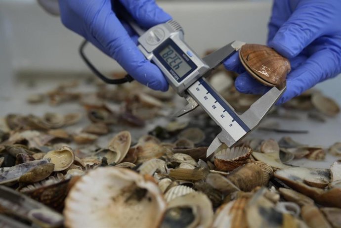 La concha fina presenta valores de biomasa y abundancia muy bajos. En las zonas orientales, los rendimientos llegan a ser  Prácticamente nulos, siendo la zona de Palmones, al oeste del caladero, el principal reducto productivo
