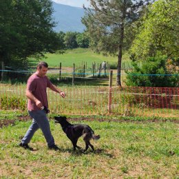 Curso básico de adiestramiento de perros truferos