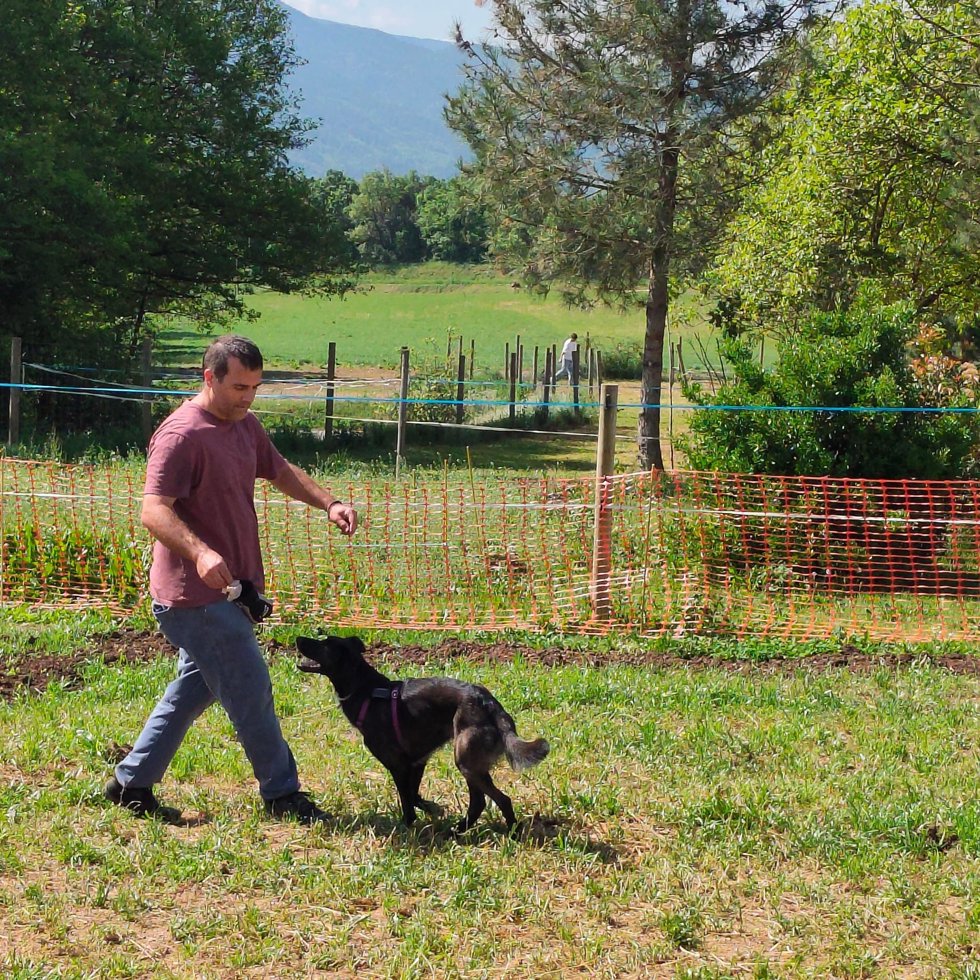Curso básico de adiestramiento de perros truferos